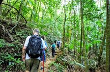 Tijuca Forest Half-Day Hike (Small Group or Private)