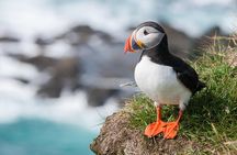 1-Hour Small Group Sightseeing Boat Tour in Vestmannaeyjar