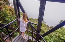 Cameron Highland Mossy Forest Experience Day Trip from Ipoh 