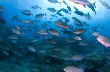 Scuba Diving in Yakushima island (for certified divers only)