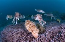 Scuba Diving in Yakushima island (for certified divers only)