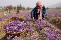 7 Days Romantic Kashmir Honeymoon Package with Houseboat Stay