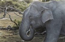 Sri Lanka 7 Days Tour Package – South Coast & Highlands