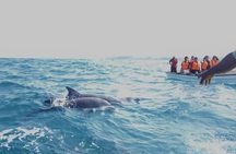 Jozani Forest & Dolphin Swimming Full day Tour - Zanzibar