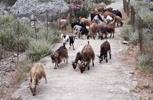 Private - Jeep Safari Tour with Lunch and Tastings