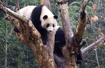 Wolong Panda Base Volunteering Program from Chengdu