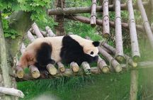 Private Day Tour: Dujiangyan Panda Base Volunteering from Chengdu