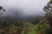 Cameron Highland Mossy Forest Experience Day Trip from Ipoh 
