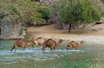 Mountain Tour - Darbat falls, Jebel Samhan, sinkholes, baobabs