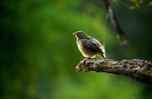 Day Trip to Keoladeo Birds Park from Jaipur With Agra Drop