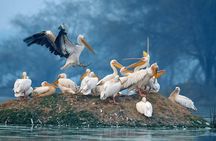 Day Trip to Keoladeo Birds Park from Jaipur With Agra Drop