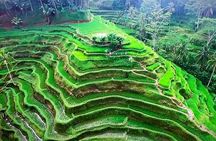 Ubud Tours: Culture, Palace, Temple, Rice field walks, Local show, Monkey Forest
