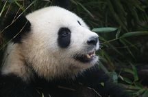 Mini Group: Half-Day Chengdu Pandas Guided Tour
