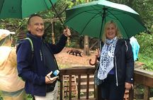 Mini Group: Half-Day Chengdu Pandas Guided Tour