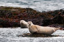 2-Day West Coast Tour | Lava Cave, Snæfellsnes & Silver Circle
