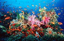 Snorkeling Adventure in Puerto Morelos Includes snack, Water and Round Trip.