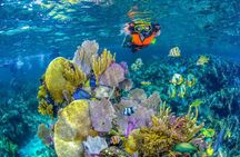 Reef Snorkel In National Park In Puerto Morelos With Lunch And Transportation