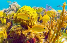 Grand Turk - Amazing Wall Snorkeling Tour
