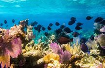 Grand Turk - Amazing Wall Snorkeling Tour