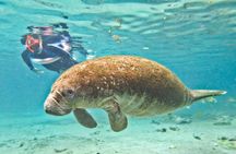 Swim with Manatees, State Park Adventure