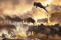 7 days safari to Amboseli, Naivasha, Lake Nakuru and Masai Mara National parks 