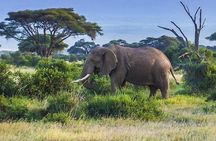 Full day tour to Amboseli National Park 