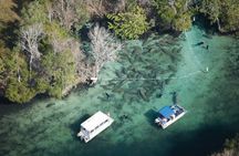 Private Manatee Swim for up to 6 with In-Water Divemaster/Photographer