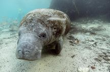 Manatee Tour with In-Water Divemaster/Photographer