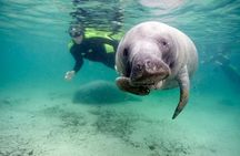 Manatee Tour with In-Water Divemaster/Photographer