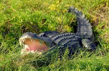 Wild Florida Adventure Package Tour