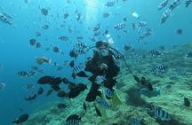 Blue Cave Area Experience Diving!Free feeding & photo images!English and Chinese speaking guide available!1 group with a dedicated instructor 