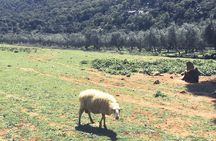 The Cretan Way of Life at the mountains of Rethymno (Mylopotamos)