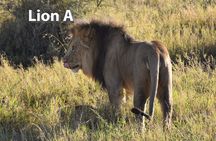 5 Days Budget Camping Safari in Northern Circuit