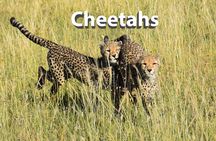 5 Days Budget Camping Safari in Northern Circuit
