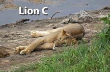 5 Days Budget Camping Safari in Northern Circuit