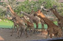 2 Days Flamingo Tour to Lake Bogoria & Lake Nakuru From Nairobi