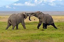 2 Days Amboseli National Park Safari- Guarantee Daily Departure