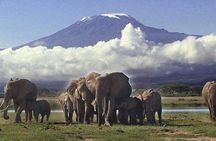 Amboseli National Park Guided Full Day Tour