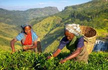 The Tea Hubs of Srilanka
