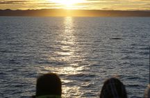 Midnight Sun Whale Watching from Reykjavik