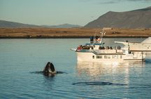 Midnight Sun Whale Watching from Reykjavik