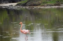  7-Day Galapagos Island Hopping Tour: Tortuga Bay, Tintoreras, Wildlife Watching
