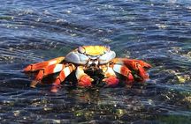  7-Day Galapagos Island Hopping Tour: Tortuga Bay, Tintoreras, Wildlife Watching
