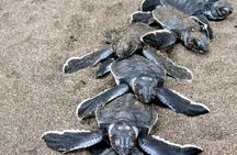 3-Days Tortuguero National Park Eco Adventure Tour