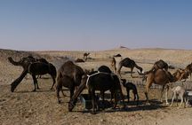 Private tour - Empty Quarter desert adventure - Wadi Dawka + Ubar