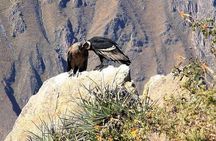Excursion to Colca Canyon 1 Day