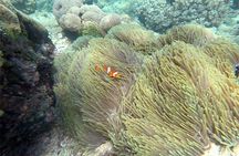 Amazing Snorkeling at Blue Lagoon