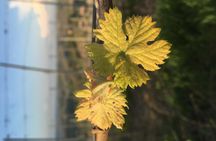 Abellonio Cascina Piccaluga - visit to the vineyards, to the wine tasting cellar