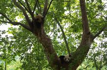 Private Day Tour: Chengdu Panda Base & downtown walking tour