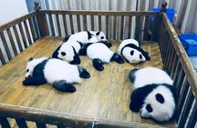 Private Day Tour: Chengdu Panda Base & downtown walking tour